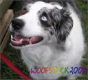 woofstock-070.jpg