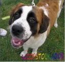 woofstock-086.jpg