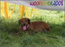 woofstock-116.jpg