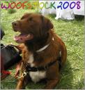 woofstock-137.jpg